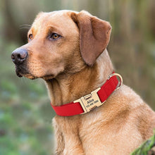 SecurePaws™ | Gold Collar Dog Tag Anti Loss