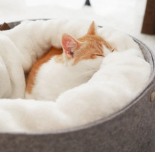 FelineDreams™  |  Pet Sleeping Cat Bed